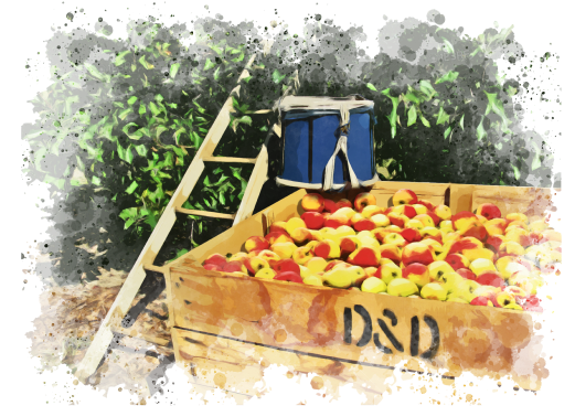 apples in bin with basket and ladder in tree in fall paint splatter