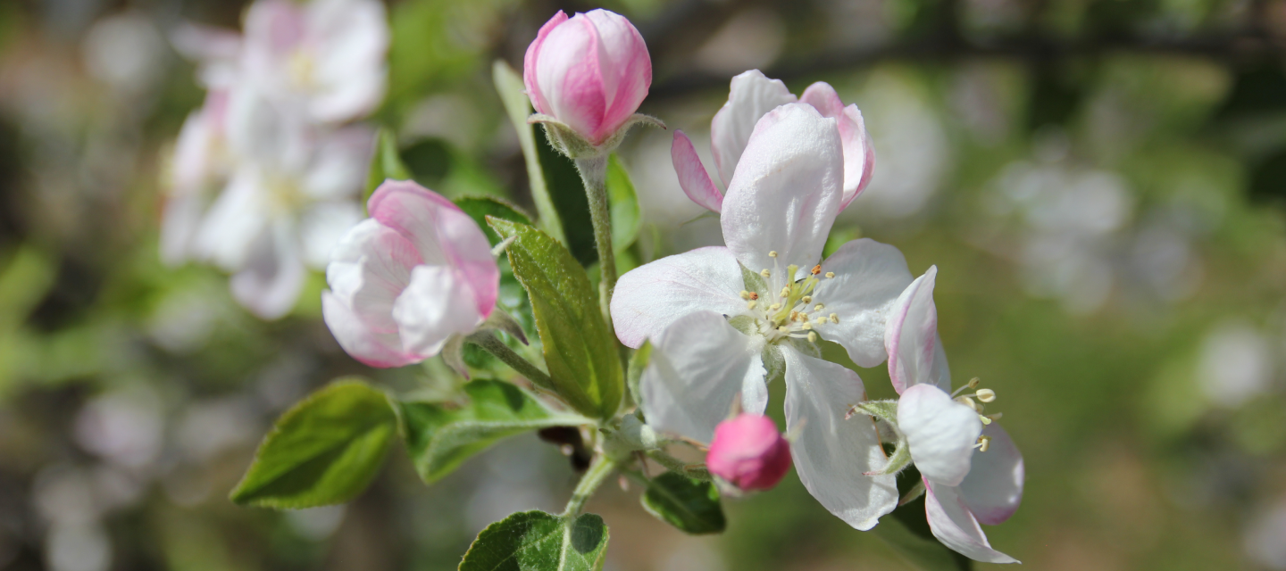 close up of golden delicious apple blossoms