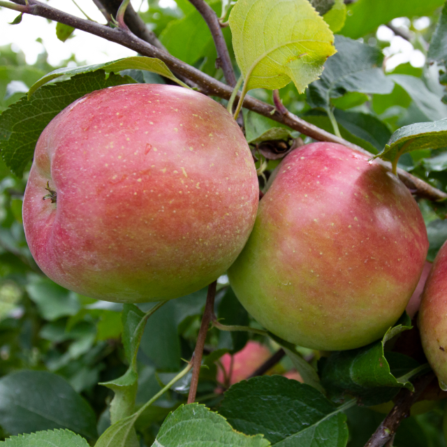 fuji apples on a tree