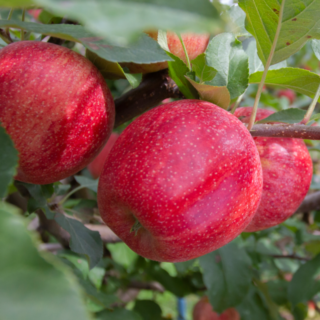 Gala Apples | D & D Gilbert Orchards | Our