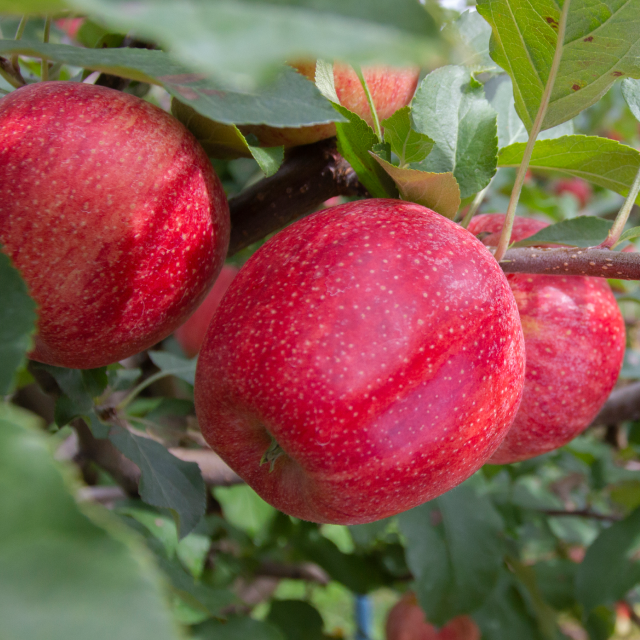 gala apples on a tree