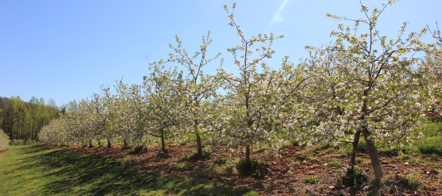 row of golden delicious apple trees with blossoms in spring