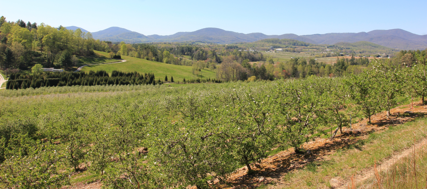 rows of apple trees with mountains in the background in the spring