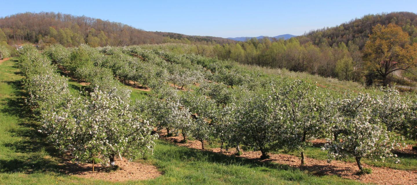 rows of red delicious apple trees with blossoms and mountains in background in spring